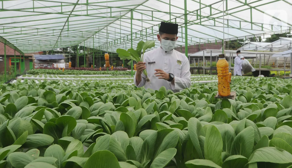 Santri memanen bayam usai memperingati Hari Santri Nasional di Kebun Gizi Hidroponik, Pesantren Hidayatullah Depok, Jawa Barat, Kamis (22/10/2020). Beragam sayur dikelola secara mandiri oleh para santri dengan nilai panen mencapai 1,2 ton atau sekitar Rp 20 juta per bulan. (merdeka.com/Arie Basuki)