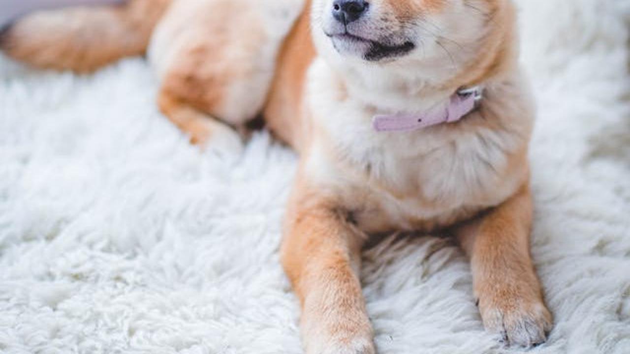 Anjing dan Kucing Bisa Kena Diabetes, Ini Fakta dan Cara Penanganannya