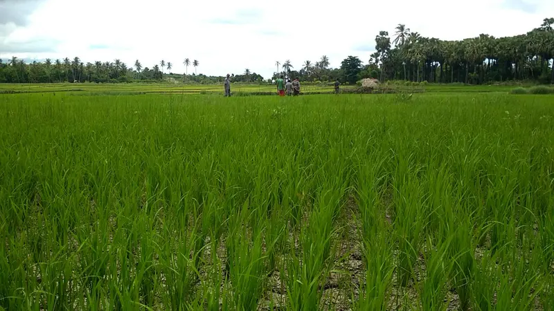 Kekeringan di Rote Ndao