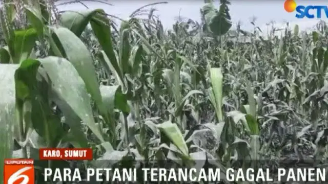 Petani berharap adanya bantuan pemerintah karena mayoritas warga selama ini menggantungkan hidup dengan bertani.