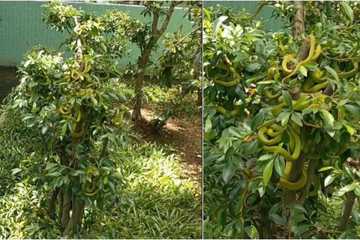 Viral Penampakan Puluhan Ular Hijau Nangkring di Pohon, Bikin Merinding