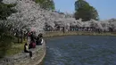 Warga menikmati pohon sakura Yoshino yang sedang mekar penuh di sekitar Tidal Basin di Washington, Selasa (30/3/2021). Festival Bunga Sakura Nasional 2021 merayakan pemberian asli 3.000 pohon sakura dari kota Tokyo kepada masyarakat Washington di 1912. (AP Photo/Susan Walsh)