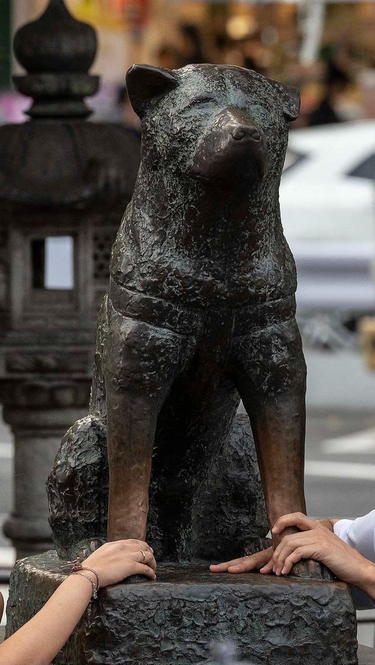 Hachiko merupakan seekor anjing yang terlahir di sebuah peternakan pada 10 November 2023. Dia kemudian diadopsi diadopsi oleh Hidesaburō Ueno, seorang profesor di Universitas Kekaisaran Tokyo.