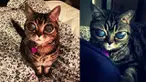 Kucing yang satu ini benar-benar berbeda dengan kucing lainnya.Pasalnya kucing ini memiliki mata bulat besar dan bening, sehingga membuatnya tampak seperti hewan peliharaan alien