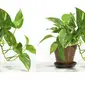 Berbagai tanaman yang diyakini bisa membersihkan udara dalam ruangan.