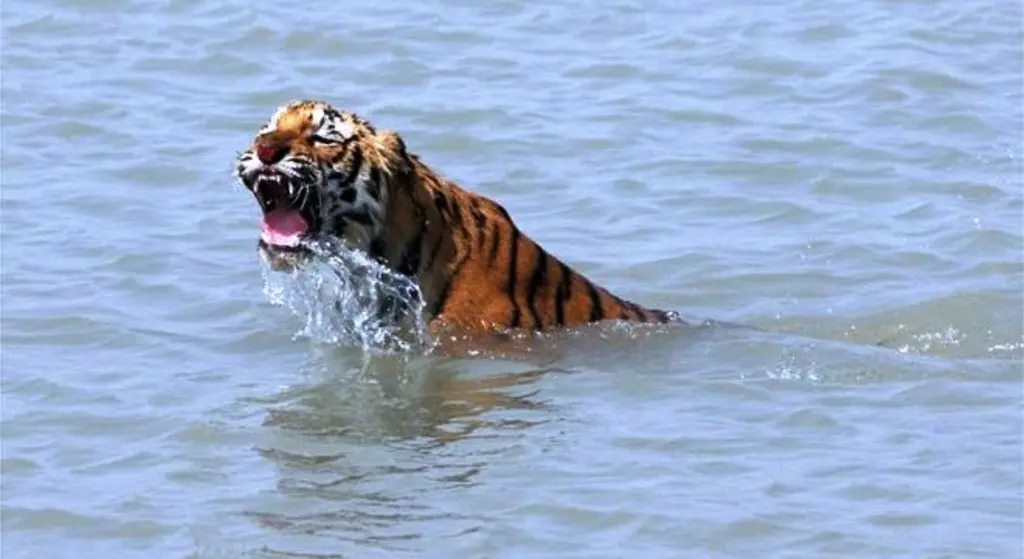 Harimau Royal Bengal (AFP)