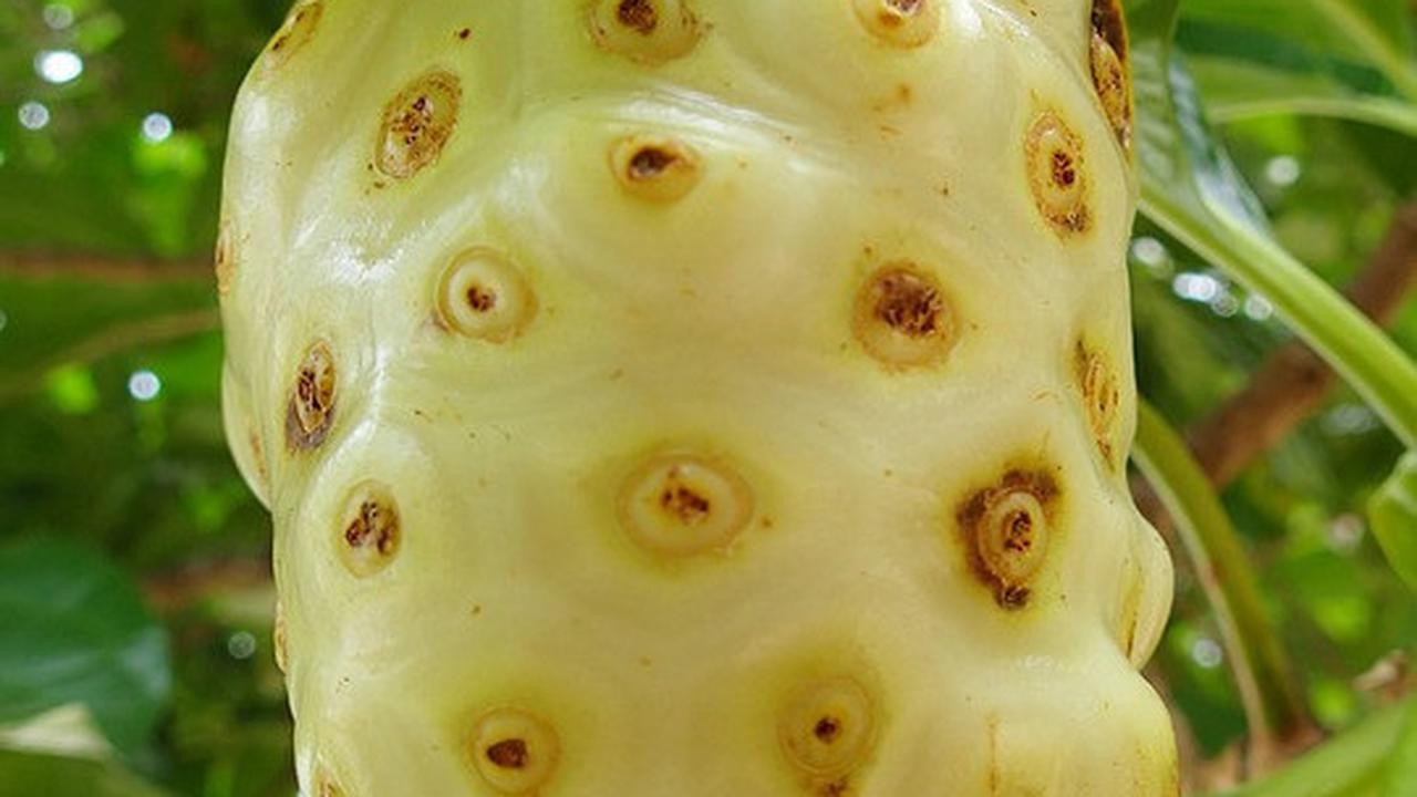 Nutrisi dalam Buah Mengkudu