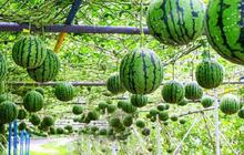 Melihat Budidaya Melon di Desa Kedungpoh Gunungkidul, Untung Jutaan Rupiah Sekali Panen