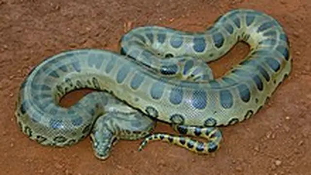 Anaconda