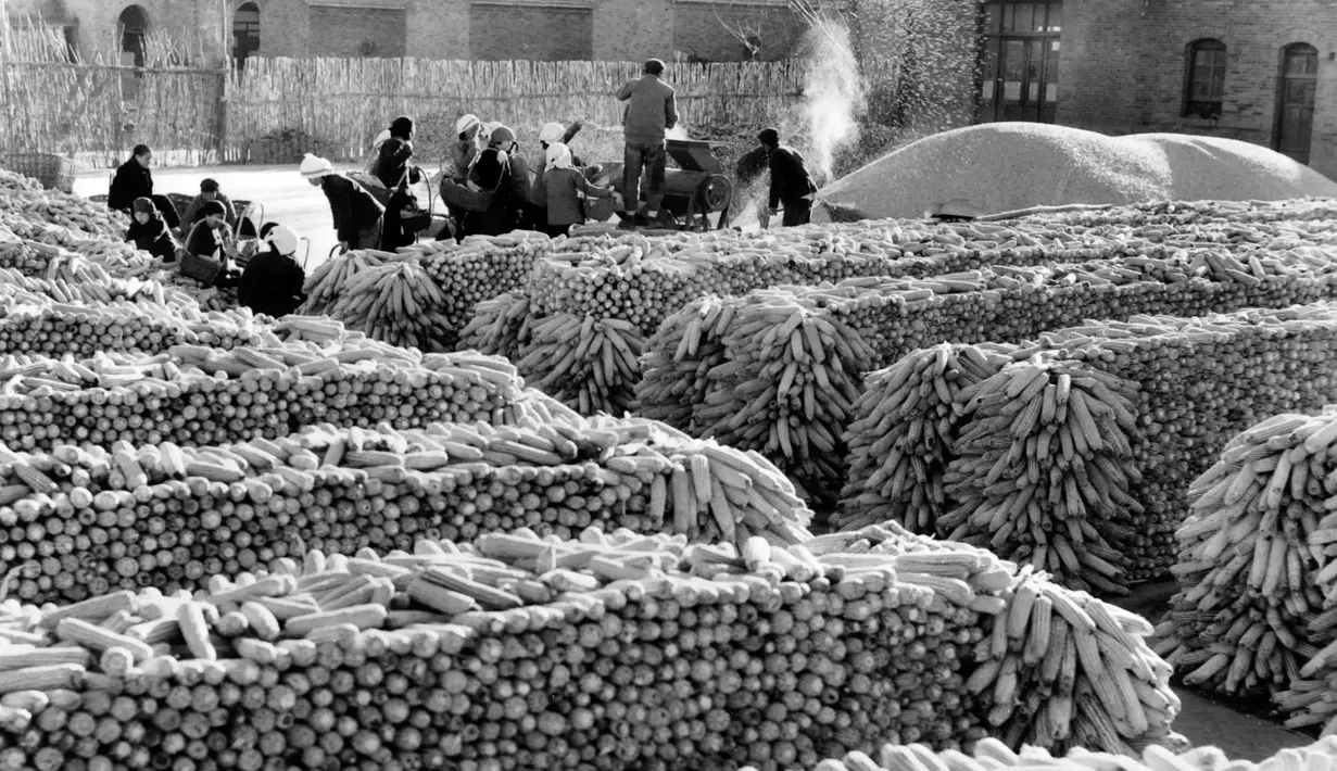 Sejumlah pekerja selama panen jagung di provinsi Shanxi Cina pada 2 Januari 1974. (AFP Photo)