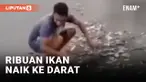 Ribuan Ikan Naik Daratan Pantai di Sikka NTT, Jadi Rebutan Warga