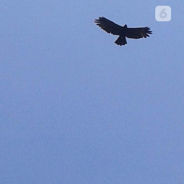 Belajar Mencintai Dan Melestarikan Elang Jawa Di Taman Safari Indonesia Regional Liputan6 Com