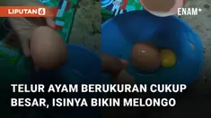Sebuah telur ayam berukuran cukup besar beda dari yang lain mengundang perhatian