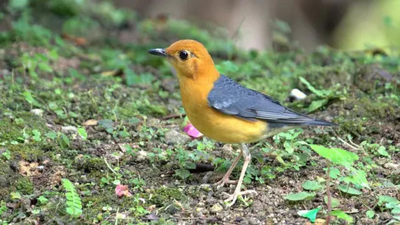 Ini Penyebab Burung Jenis Tertentu Punya Suara Lebih Lantang