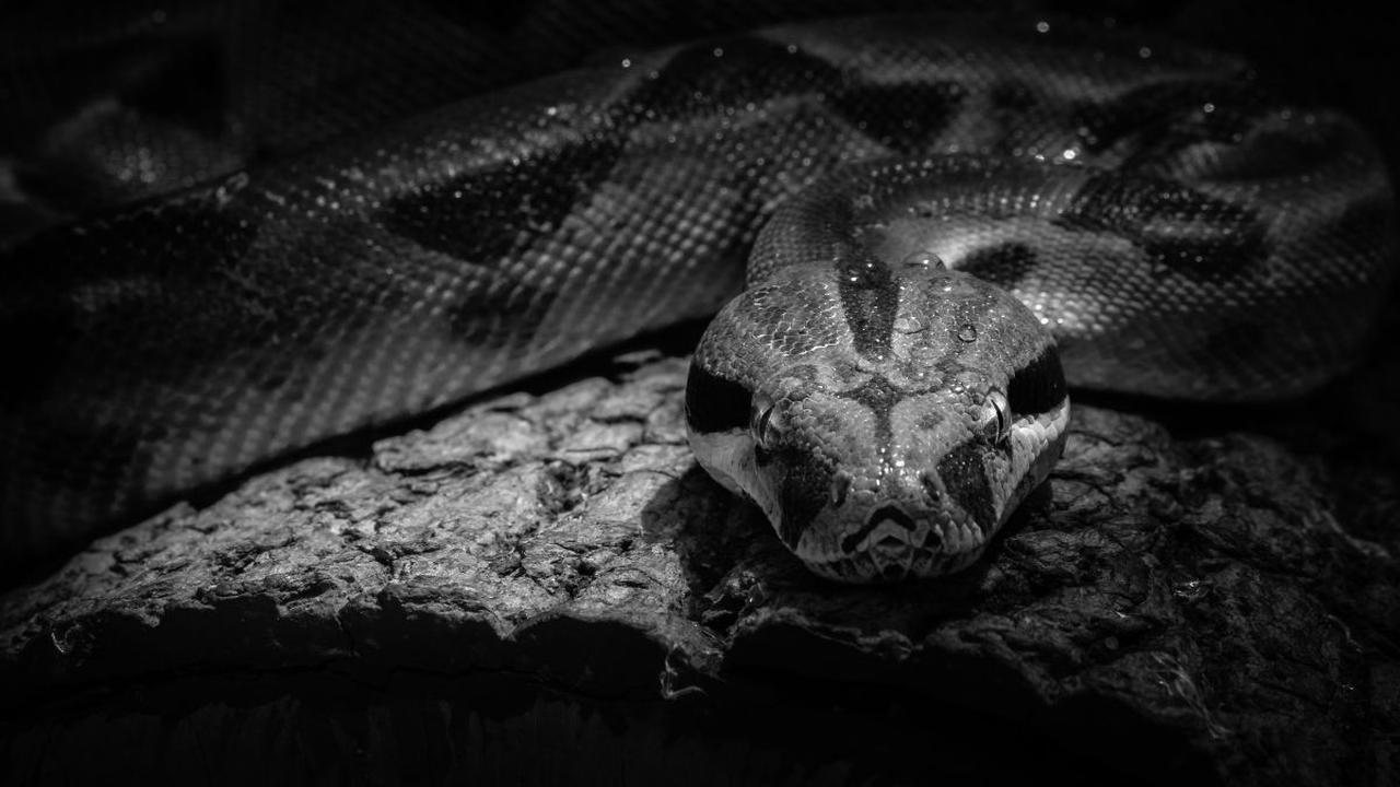 Arti Mimpi Melihat Ular Hitam Mendekat