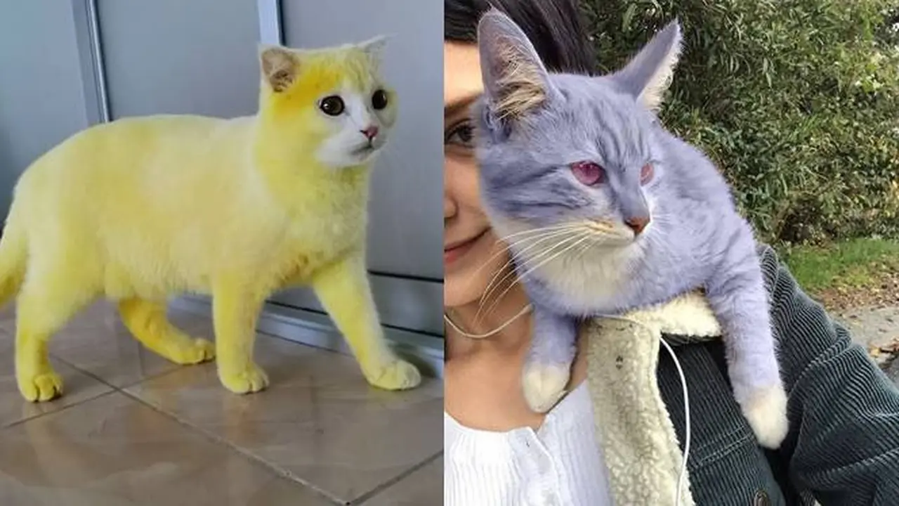 6 Potret Kucing dengan Warna Bulu Nyeleneh, Lucu Tapi Bikin Kasihan