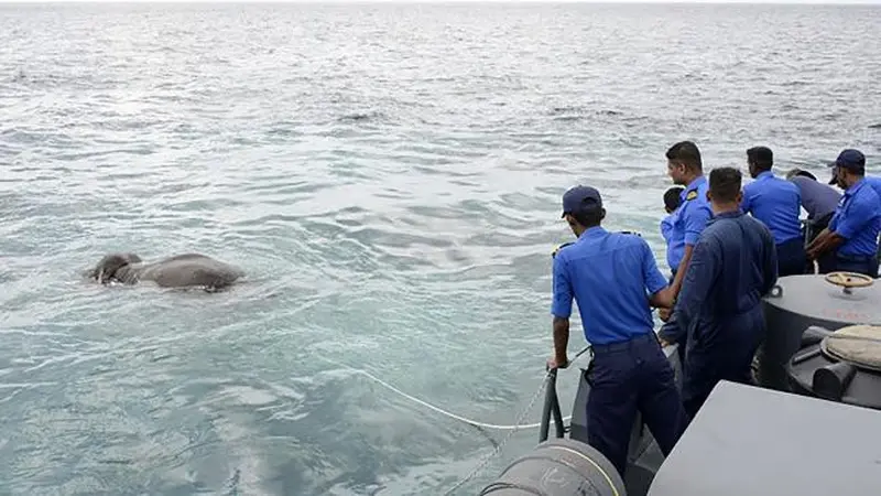 Gajah ditemukan berenang 16 Km di laut. (AFP)