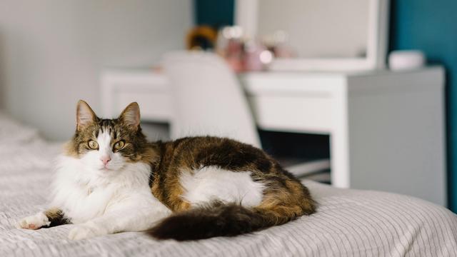 Kucing Norwegian forest