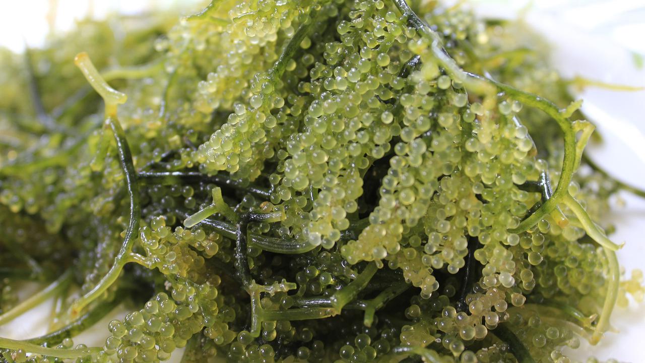 Ilustrasi rumput laut