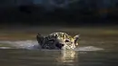 Seekor jaguar berenang di Porto Jofre, Pantanal, negara bagian Mato Grosso, Brasil, pada 2 September 2021. Amazon merupakan rumah bagi jutaan spesies. Keberadaan hutannya pun jadi 'alat' utama penyerap polusi di dunia. (AFP/Carl De Souza)