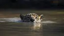 Seekor jaguar berenang di Porto Jofre, Pantanal, negara bagian Mato Grosso, Brasil, pada 2 September 2021. Amazon merupakan rumah bagi jutaan spesies. Keberadaan hutannya pun jadi 'alat' utama penyerap polusi di dunia. (AFP/Carl De Souza)