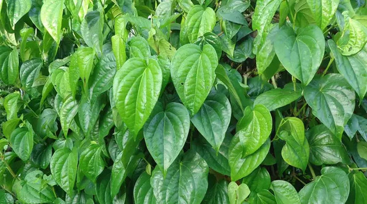 7 Tanaman Obat yang Mudah Ditanam di Halaman Rumah dengan Lahan Kering dan Terbatas