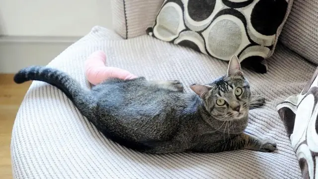 Merinding, Setelah 2 Hari Dikubur Kucing Ini Kembali ke Rumah Pemiliknya
