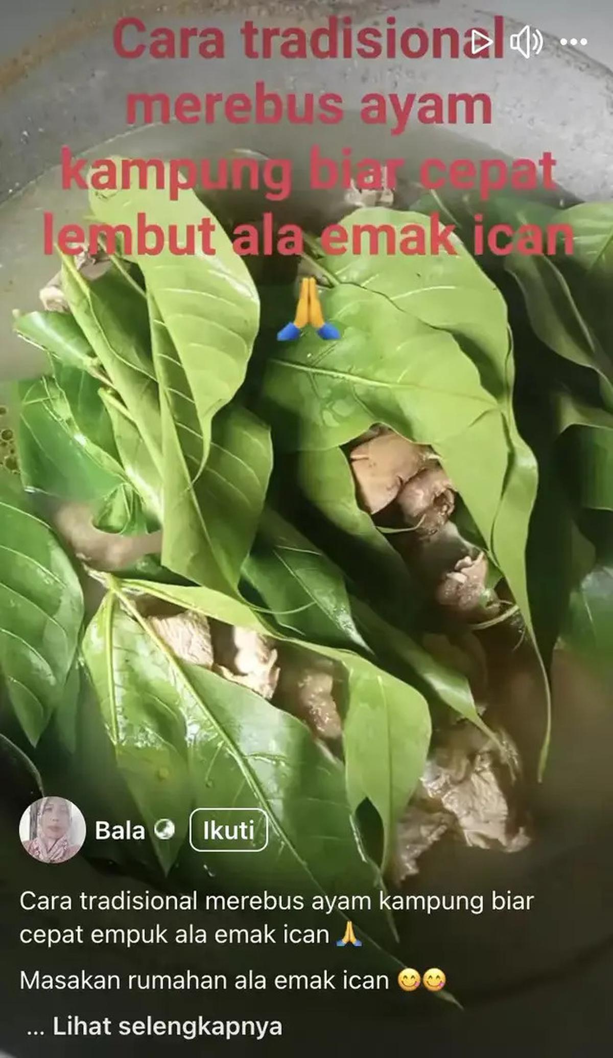 Cara Memasak Ayam Kampung Empuk Tanpa Presto, Cukup Pakai Satu Bahan Ini