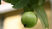 Deretan Manfaat Daun Jambu untuk Atasi Masalah di Wajah