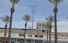 Ribuan Lebah Penuhi Langit Tel Aviv, Picu Kekhawatiran Pertanda Buruk Seperti di Alkitab