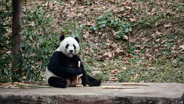 Tingkah Panda Raksasa Bei Bei Saat Tiba di China
