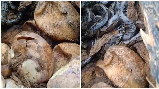 Viral Penemuan Puluhan Ular dan Telurnya di Dalam Batang Pohon, Bikin Merinding