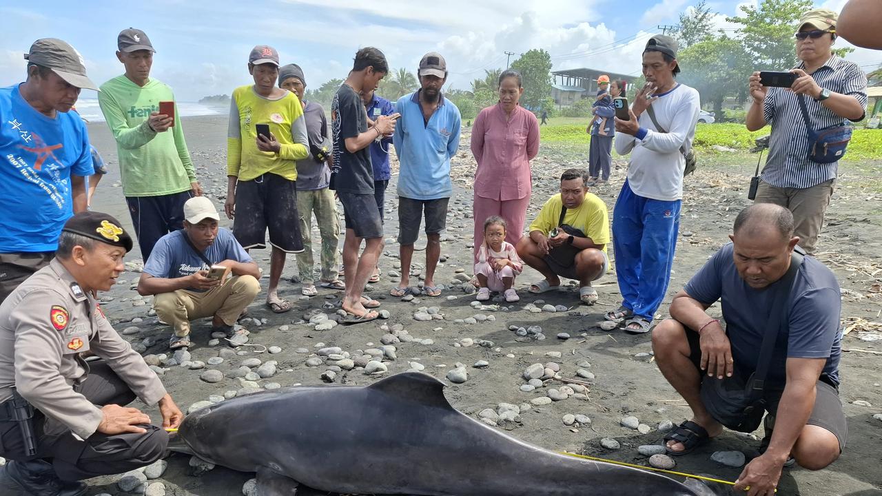 Pihak kepolisian saat mendatangi lumba-lumba hidung botol yang ditemukan terdampar dalam kondisi mati di pesisir Pantai Desa Yehsumbul, Kecamatan Mendoyo, Kabupaten Jembrana. Bali.