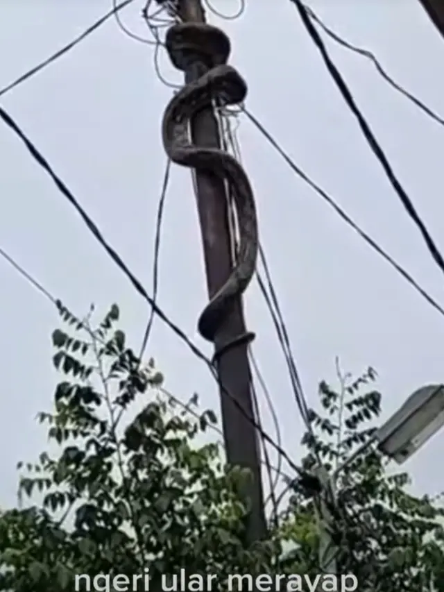 Ular Piton di Tiang Listrik