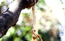 Mitos Kelapa Kuning yang Umum Berkembang, Ini Faktanya