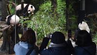 Top 3 Berita Hari Ini: Upaya Putus Asa Jepang Pinjam Panda dari China