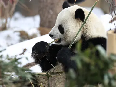 Seekor panda raksasa menyantap bambu di Rumah Panda Xining yang diselimuti salju di Xining, ibu kota Provinsi Qinghai, China barat laut, pada 21 November 2020. (Xinhua/Wu Gang)