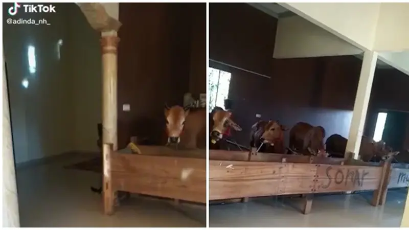 Viral Kandang Sapi di Dalam Rumah Mewah, Enggak Bakal Kepanasan