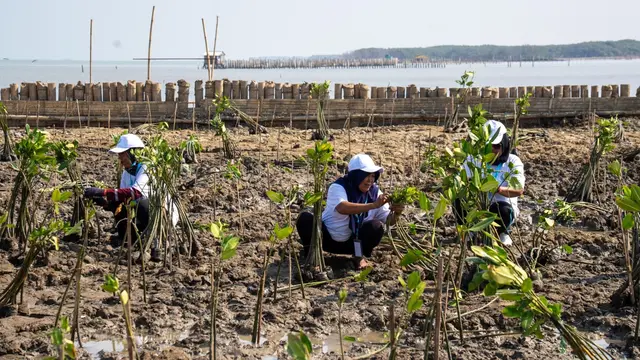 Cegah Abrasi Pantai Utara Jawa, BRI Peduli Tanam 30 Ribu Mangrove dan Olah Sampah