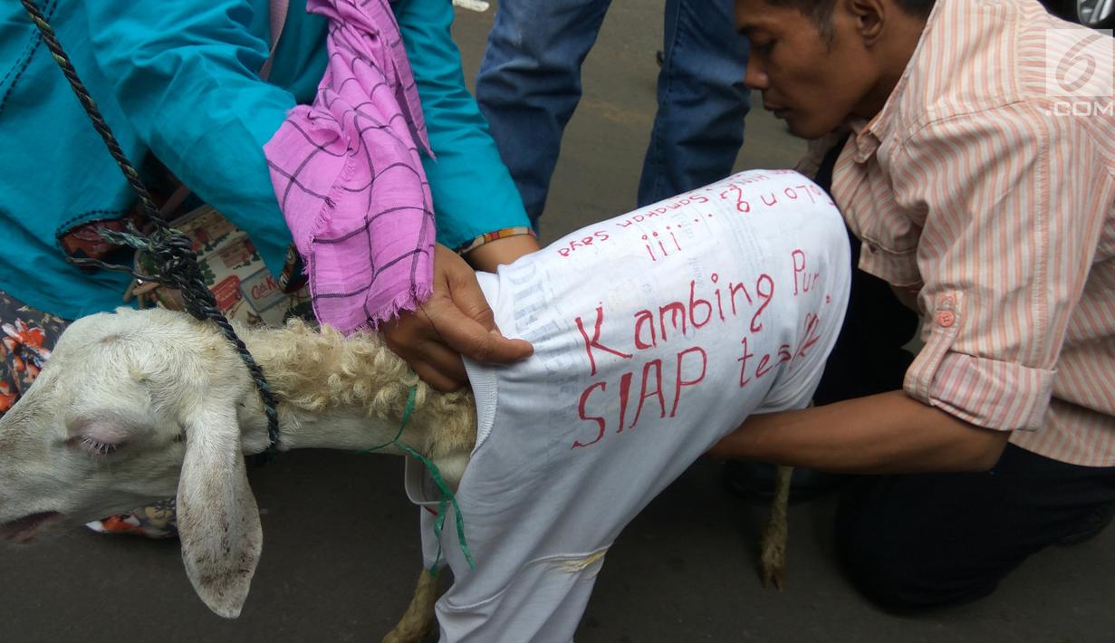 Seekor kambing yang dibawa pengacara Razman Arif Nasution bersama kliennya, Putri Stagi ke Polda Metro Jaya, Rabu (29/11). Putri Stagi diperiksa penyidik terkait kasus pencemaran nama baik yang diduga dilakukan Ferry Juan. (Liputan6.com/Nafiysul Qodar)