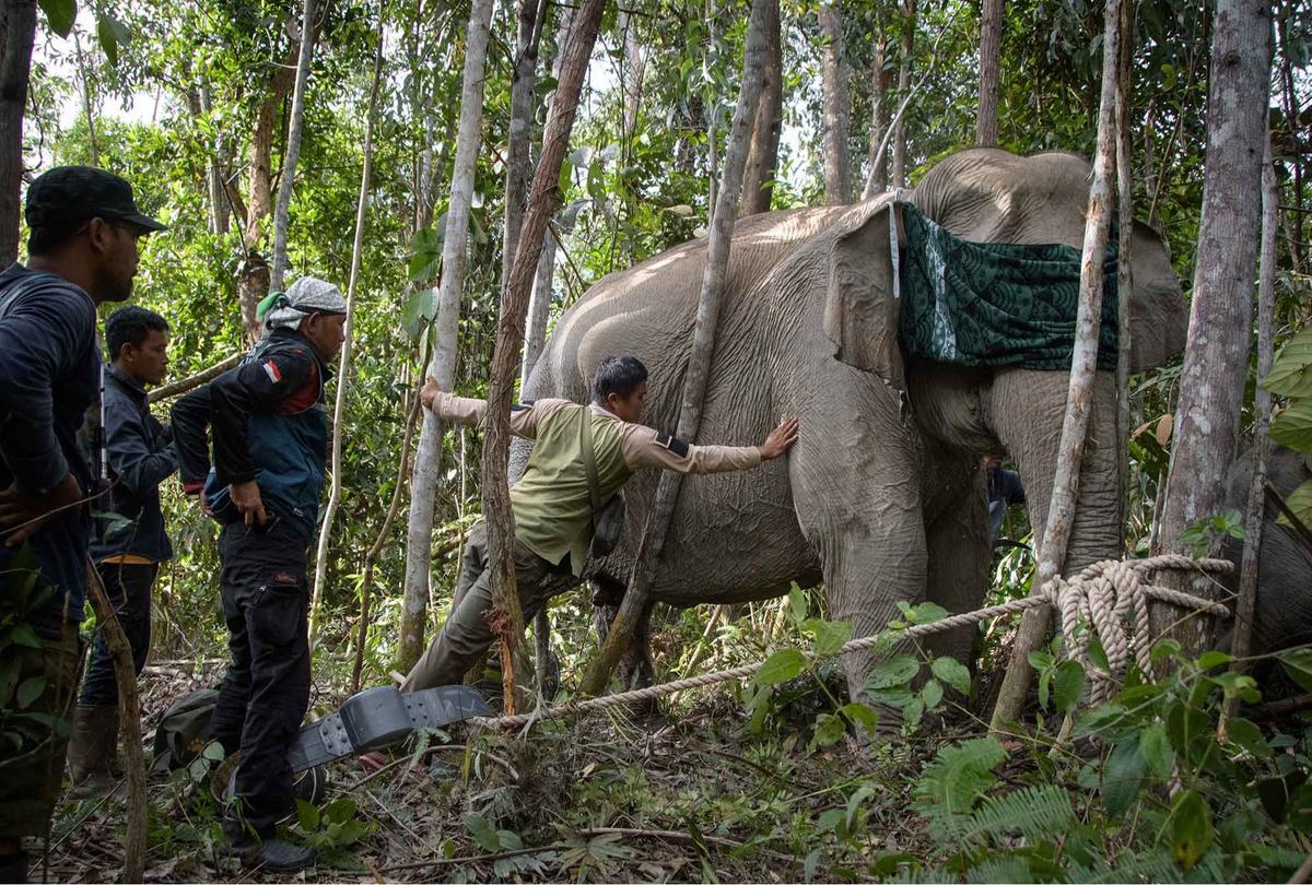 FOTO: Kalung GPS untuk Gajah Liar, Langkah Kecil untuk Menyelamatkan Gajah Sumatera