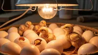 Cara Menetaskan Telur dengan Lampu, Yuk Coba Sendiri di Rumah
