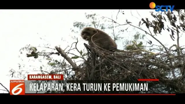 Kawanan Kera Berburu Makanan di Kawasan Zona Bahaya Gunung Agung