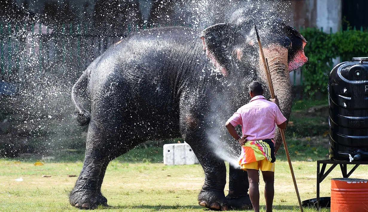 Seekor gajah menyemprotkan air ketubuhnya jelang festival Perahera di Kuil Gangaramaya, Sri Lanka (18/2). 50 gajah dan ribuan penabuh genderang tradisional, penari, dan biksu akan berpartisipasi dalam prosesi Navam Budha. (AFP Photo/Ishara S. Kodikara)