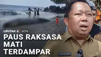 Paus Raksasa Mati Terdampar