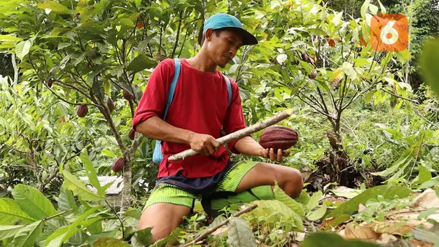 Petani Kakao