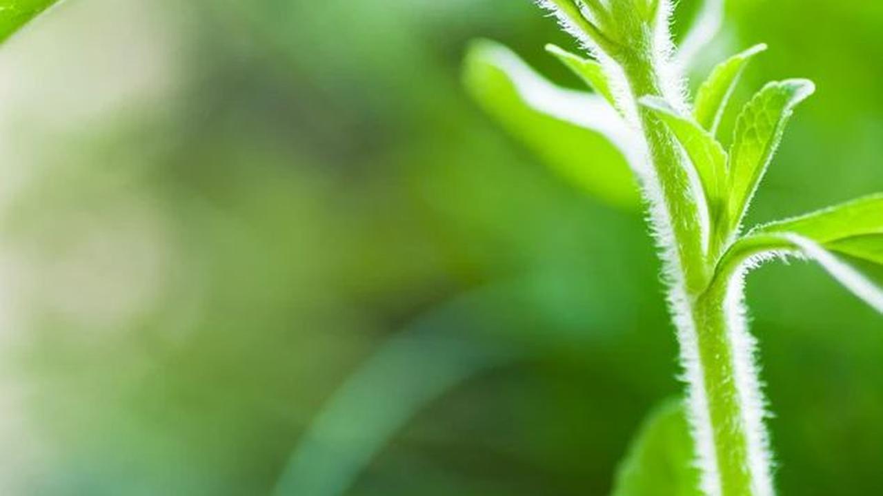 <b>Manfaat Daun Stevia</b>