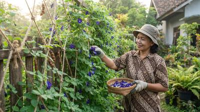 5 Cara Menanam Bunga Telang di Pagar dengan Rambatan dari Tali, Estetik dan Fungsional