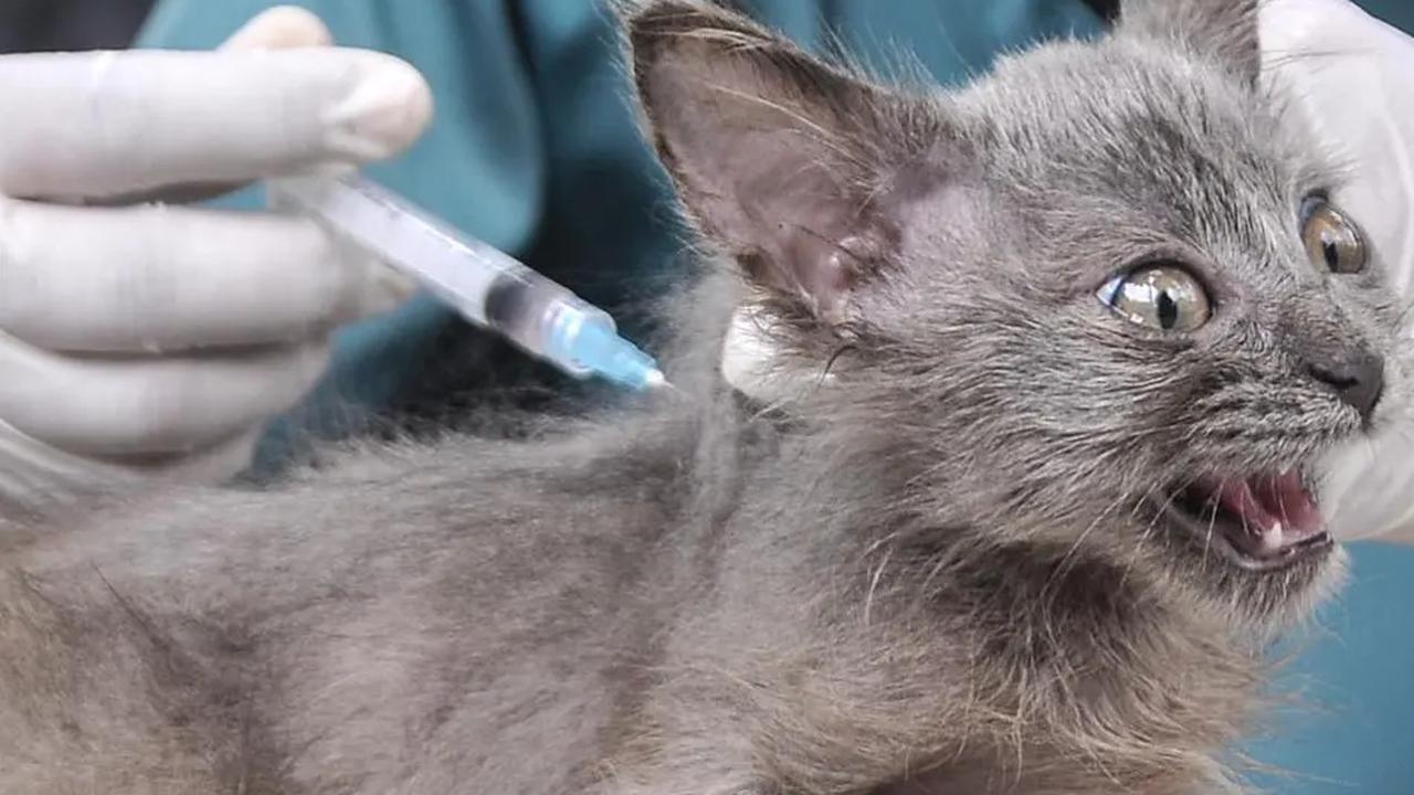40 Persen Kucing dan Anjing di Indonesia Sudah Vaksinasi Rabies