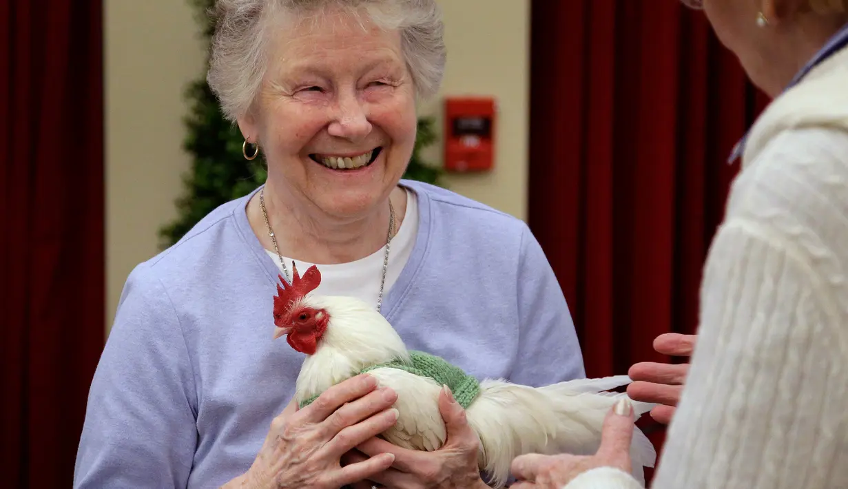 Seorang lansia menggendong ayam jantan asal Malaysia yang mengenakan sweater di sebuah rumah pensiun di Milton, Massachusetts, 8 Maret 2017. Sekelompok pensiunan membuatkan sweater rajutan untuk ayam agar mereka tidak kedinginan. (AP Photo/Steven Senne)